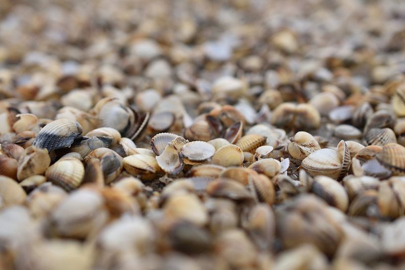 Muscheln am Strand von Philipp Klassen