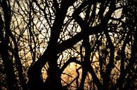 Bäume im Sonnenuntergang von Marcel Ethner Miniaturansicht