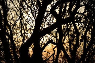  Bomen bij zonsondergang van Marcel Ethner
