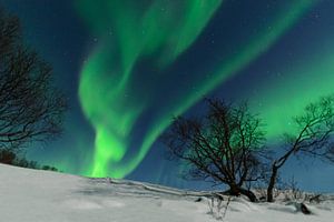  Nordlichter, Polarlicht oder Aurora Borealis im nächtlichen Himmel über Senja