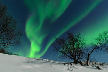  Nordlichter, Polarlicht oder Aurora Borealis im nächtlichen Himmel über Senja von Sjoerd van der Wal