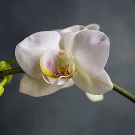 Orchidea van An Ritchie