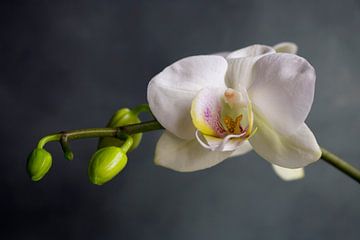 Orchidea van An Ritchie