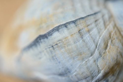 Detail van een schelp