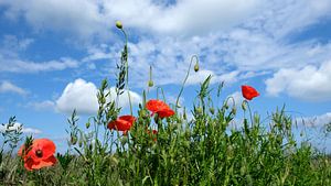 Sommerzeit