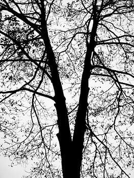 Arbre en silhouette en V