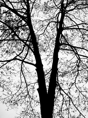 Arbre en silhouette en V