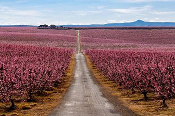 Peach Trees in Early Spring Blooming in Aitona, Catalonia