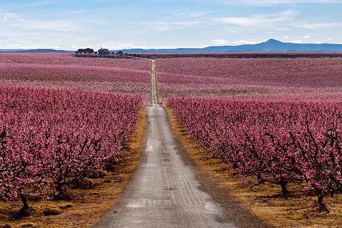 Peach Trees in Early Spring Blooming in Aitona, Catalonia
