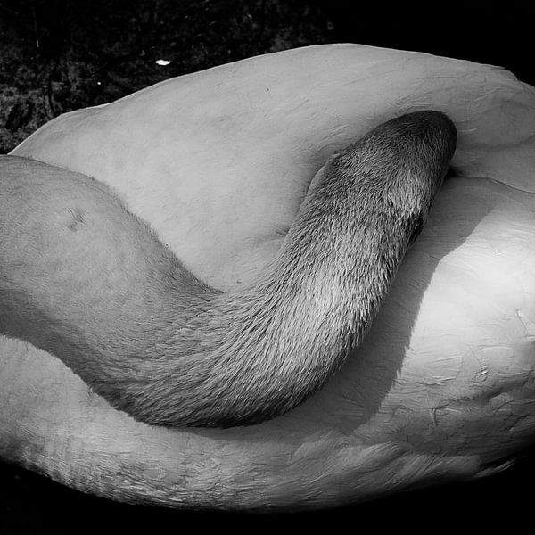 Der schlafende Schwan von DroomGans