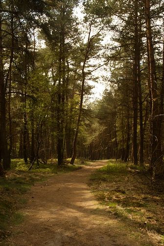 Waldweg von Sarah Gorter