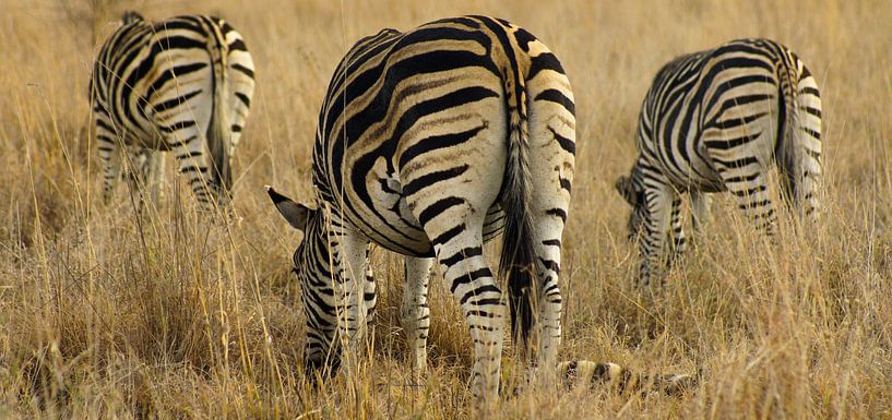 Grazende zebra's van Niek Traas