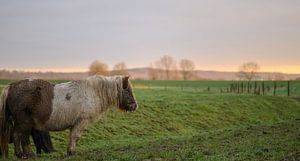 pony op het platteland van Tania Perneel