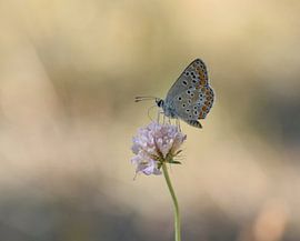 Icarusvlinder by Nathalie Jongedijk