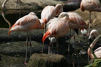Flamants roses