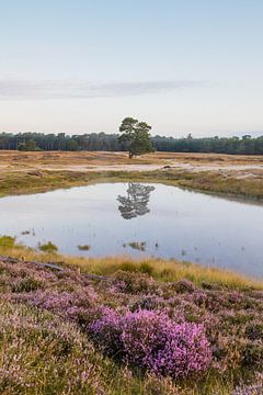 Paarse heide langs de bosvijver op landgoed heidestein!