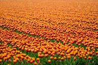 Königliche Tulpen von VanEis Fotografie Miniaturansicht