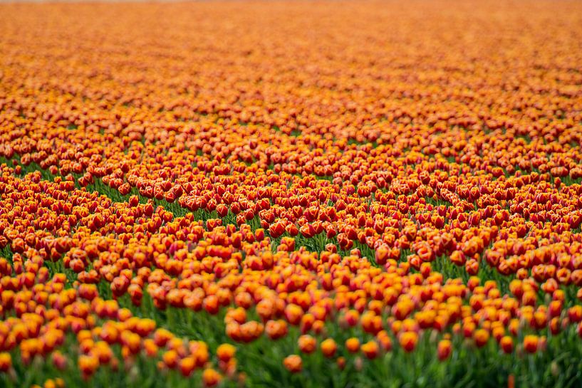 Koninklijke Tulpen van VanEis Fotografie