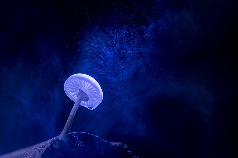 Champignon de porcelaine par Danny Slijfer Natuurfotografie