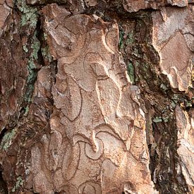 Tree bark macro by René Jonkhout