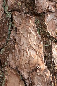 Macro écorce d'arbre sur René Jonkhout