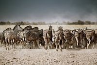 Hinten den Zebras