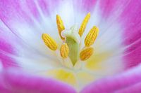 Flower Heart