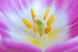 Flower Heart by Hans van der Grient