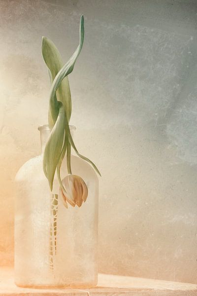 Tulp in verval van Ellen Driesse