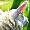 Schaf und Morgensonne by DeVerviers