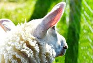 Schaf und Morgensonne van DeVerviers thumbnail