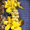 Königskerze - Verbascum von Christine Nöhmeier