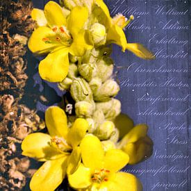 Königskerze - Verbascum von Christine Nöhmeier