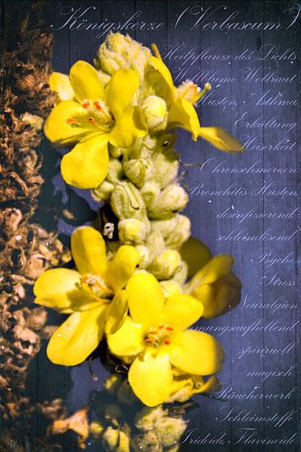 Koningskaars - Verbascum van Christine Nöhmeier