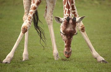 Giraffe von Frank Smedts