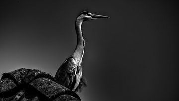 Metallic reiger
