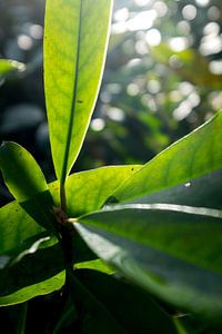 art botanique, plante verte dans la lumière du soleil sur Karijn | Fine art Natuur en Reis Fotografie