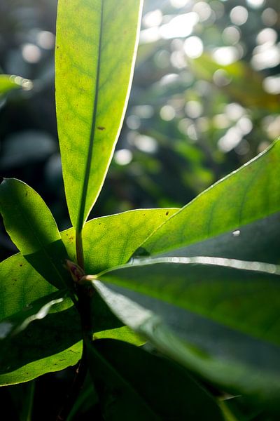 botanische kunst, groene plant in het zonlicht van Karijn | Fine art Natuur en Reis Fotografie