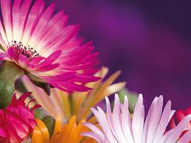 Fleur I - flowers by Herma Egberts