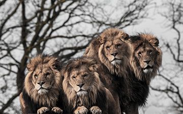 Four lions by Roel  van Moorsel