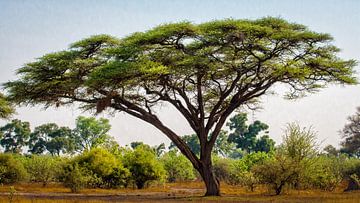 arbre parapluie sur Ed Dorrestein