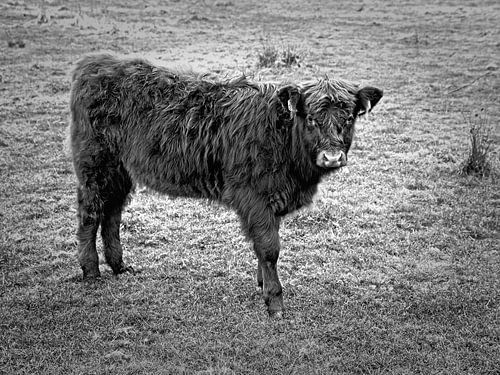 Galloway-Rindfleisch