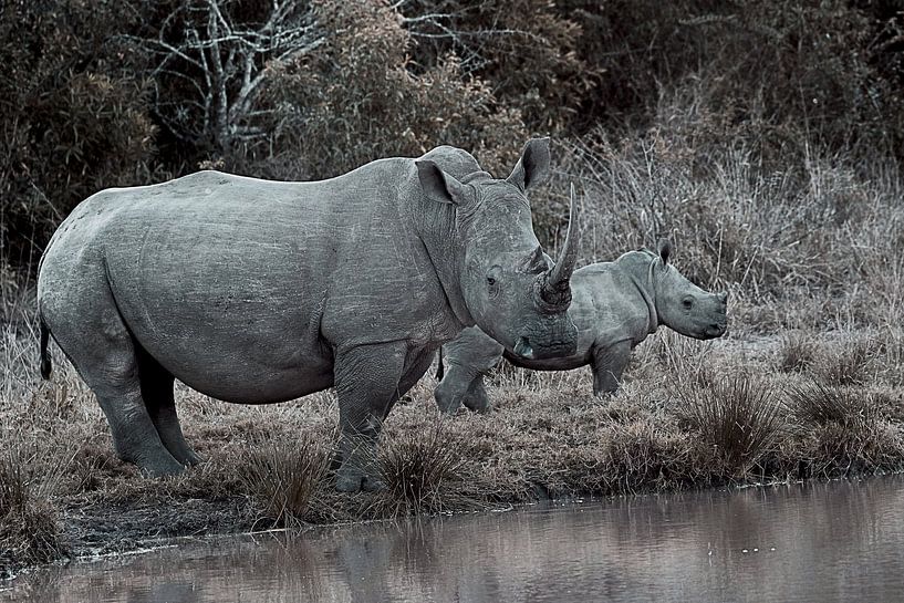 Breitmaulnashorn mit Kalb von Karsten van Dam