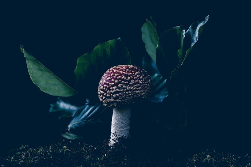 lone round fly agaric par Ribbi