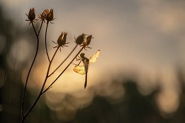 Libel met gouden vleugeltjes door het ochtendlícht van Moetwil en van Dijk - Fotografie