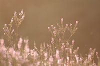 Die Bergse Heide in der Abendsonne