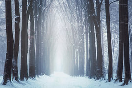 Winter morning walk by Bram de Jong