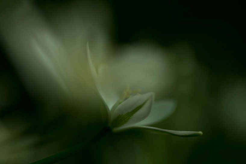 flower impression by Birgitte Bergman