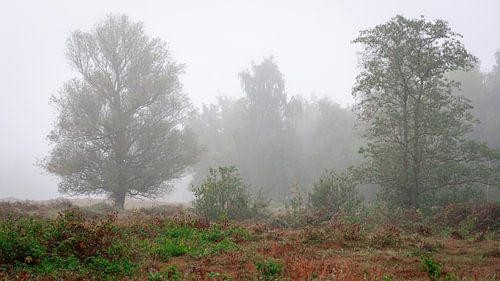 Nederlands heideveld in de mist