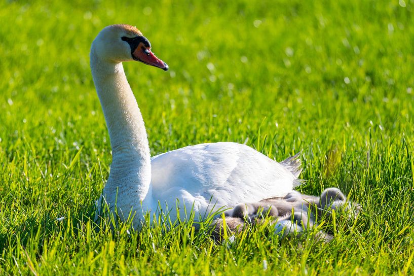 Een familie zwanen rust uit in een gemaaid veld, de twee ouders zorgen voor hun kleintjes, die zich  van Matthias Korn